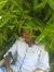 Abdulha...