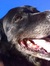 Bruce