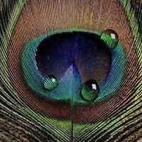 Robyn Setzer jorgensen