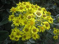 عائشة المحيسن