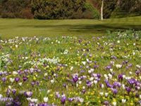 نواف القحطاني