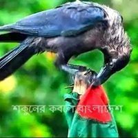 মাহামুদ জয়