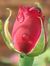 Rosmie ...