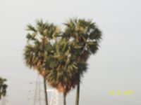 gandewar pavan kumar