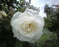 Жаклин Спасова-Бобева