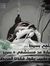 Mohamed...