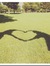 Elif