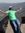 lavesh