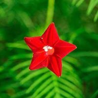 নীরব কষ্ট