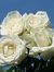 Mj Shameem