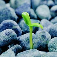 Thành Nguyễn minh