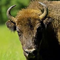 Ангел Балѝнов