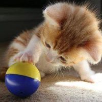 فاطمة مرة أخرى