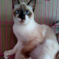Muhammad Latiff