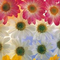 زهر البنفسج