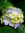 Rade