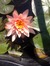 Amy