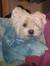 Sherie