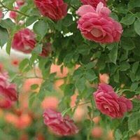 قرانى حياتى