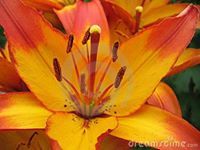 Jacqueline  Mingrone