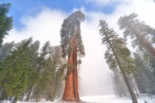 Sequoia