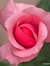 Rose Lee 