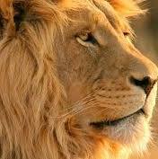 نورالهدى حمودة