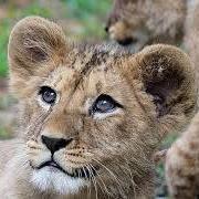 مصطفى بن عبد المنعم