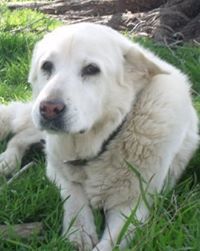 Douglas A Dollarhide