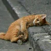 محمد ابو الفتوح