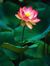 Trung N...