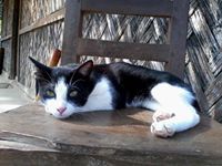 দীপান্বিতা চাকমা