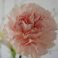 محمد الجبيلي