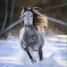 عمار ابو عجاج