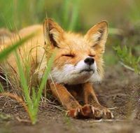 Δαϝααδορσ Οδσυρεν