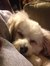 Tippy