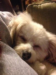 Tippy