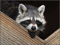 Markus Meixner-schoretits