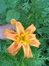 Dibakar Bhattacharjee