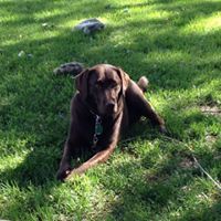 Janice Studier-schmidt