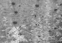 Галина Мушинская