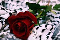 Atef Alsane
