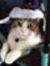 Manda Meow