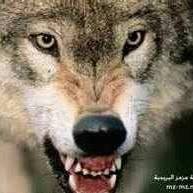 Ahmed Gobran