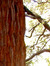 redwood