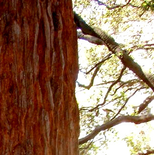 Goodreads profile picture for @redwood