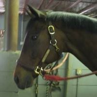 Virginia J Sciarpelletti