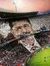 Hatem Aly