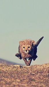 الهوى الغايب