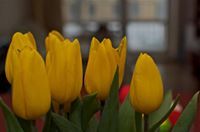 Viktorija Lastauskaite-Like